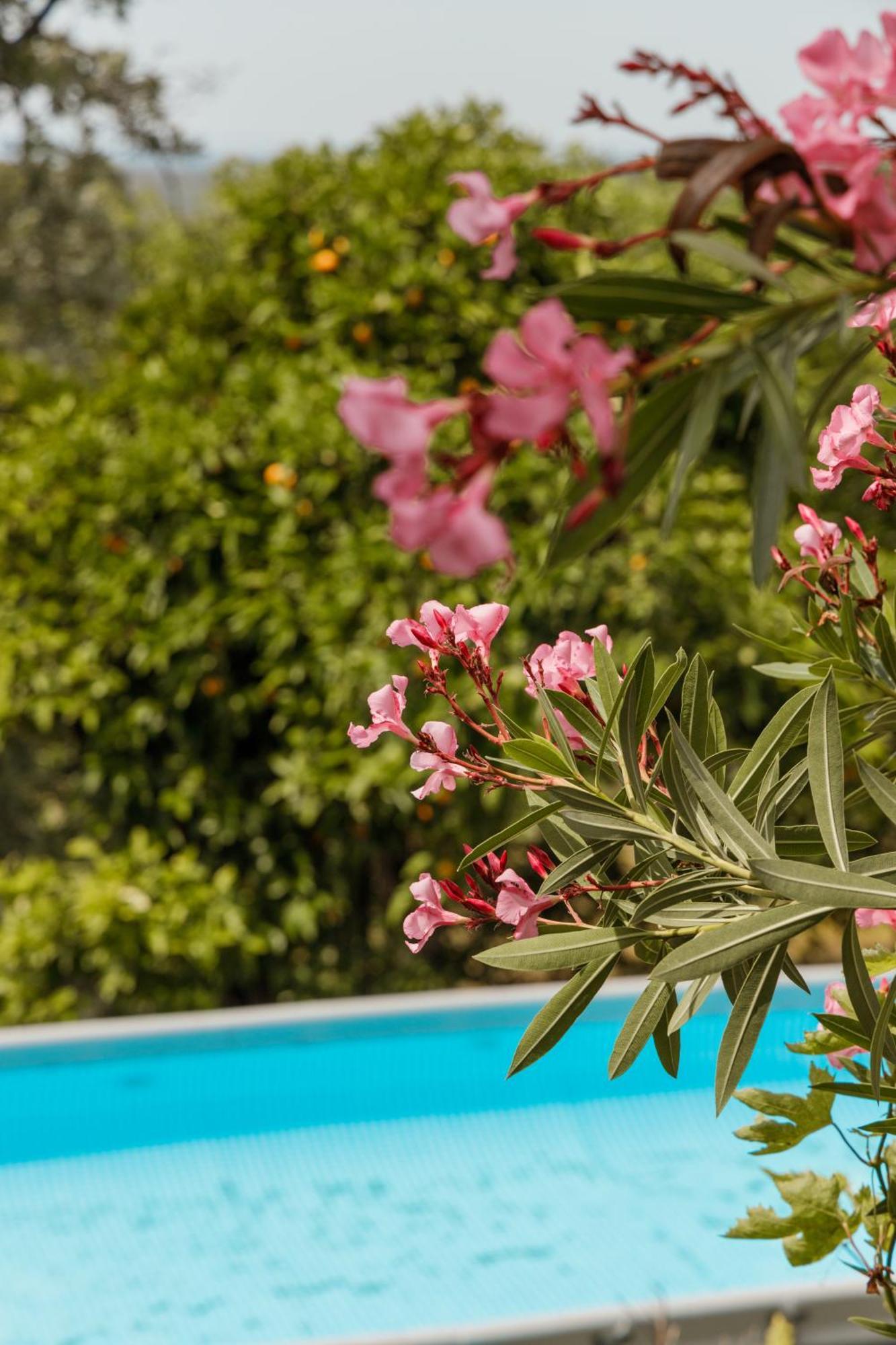 Casa Rural En Candeleda Con Piscina Y Un Maravilloso Jardin ภายนอก รูปภาพ